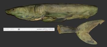 Media type: image; Ichthyology 39719